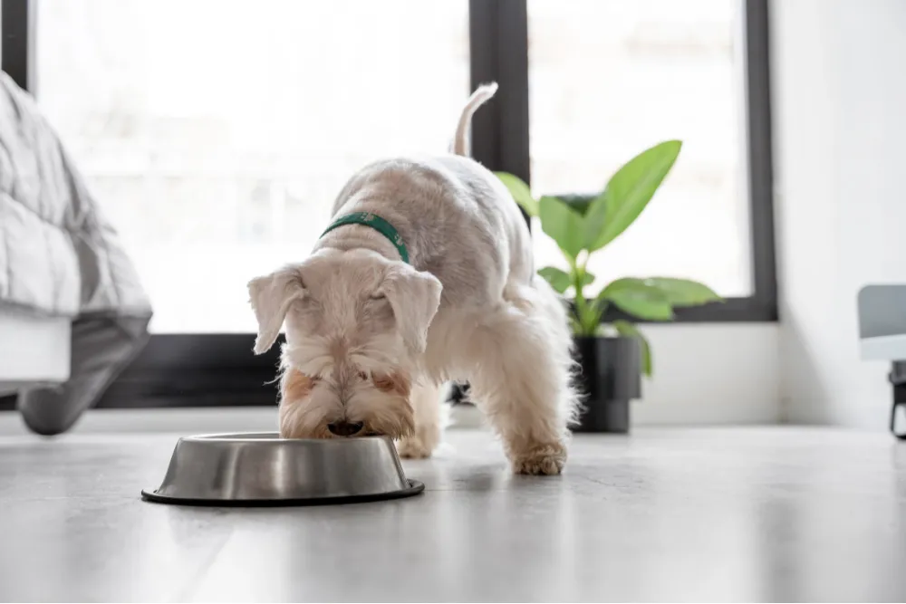 Can Dogs Eat Cat Food